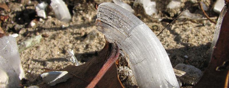 2008-12-13_Ice_Forest 016_1.jpg